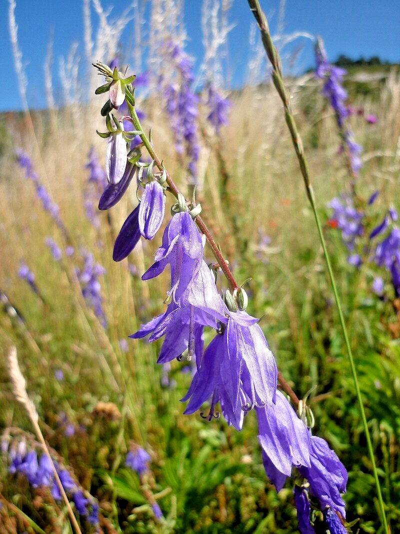 blue Rampion bellflower 200 seeds campanula rapuncloides, creeping bellflower