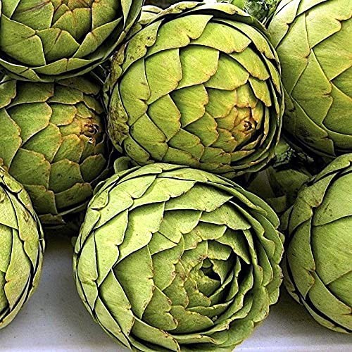 – Seeds Green Artichoke Heirloom Vegetable Non GMO