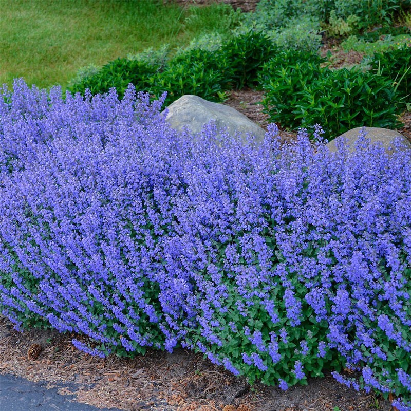 1000+ CATNIP SEEDS —- PERENNIAL ———– HEIRLOOM —- HERB