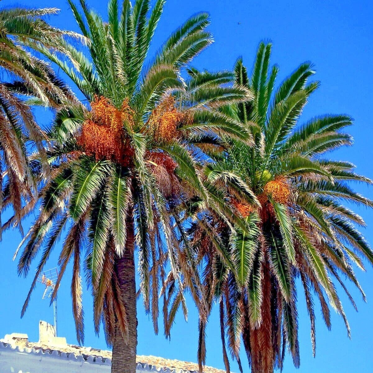 5 Date Palm Tree Seeds (Phoenix dactylifera) Edible Fruit Plant Hardy to Zone 8