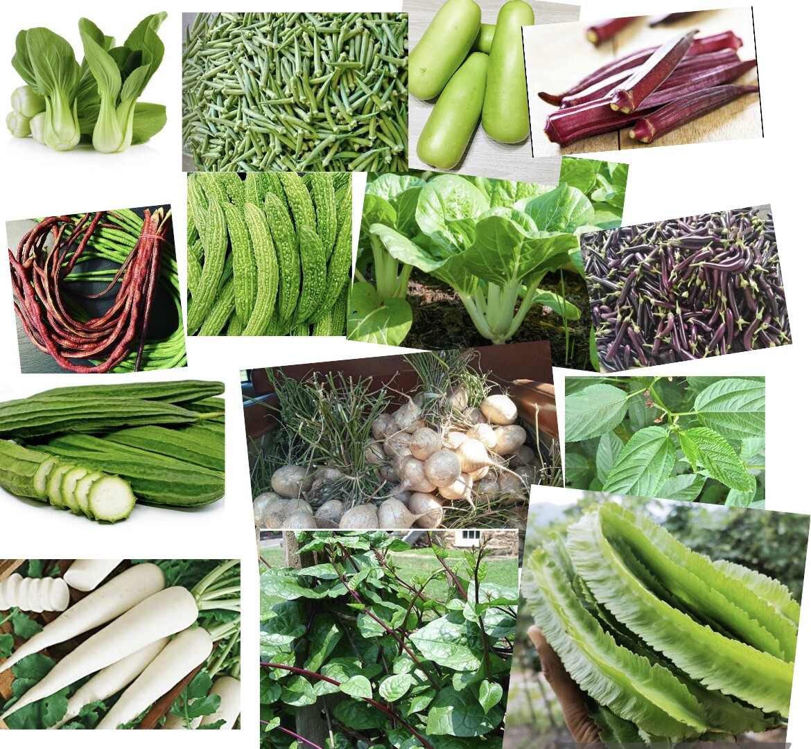 20 Packets-Asian Vegetable Seeds For Planting-See Description For Complete List