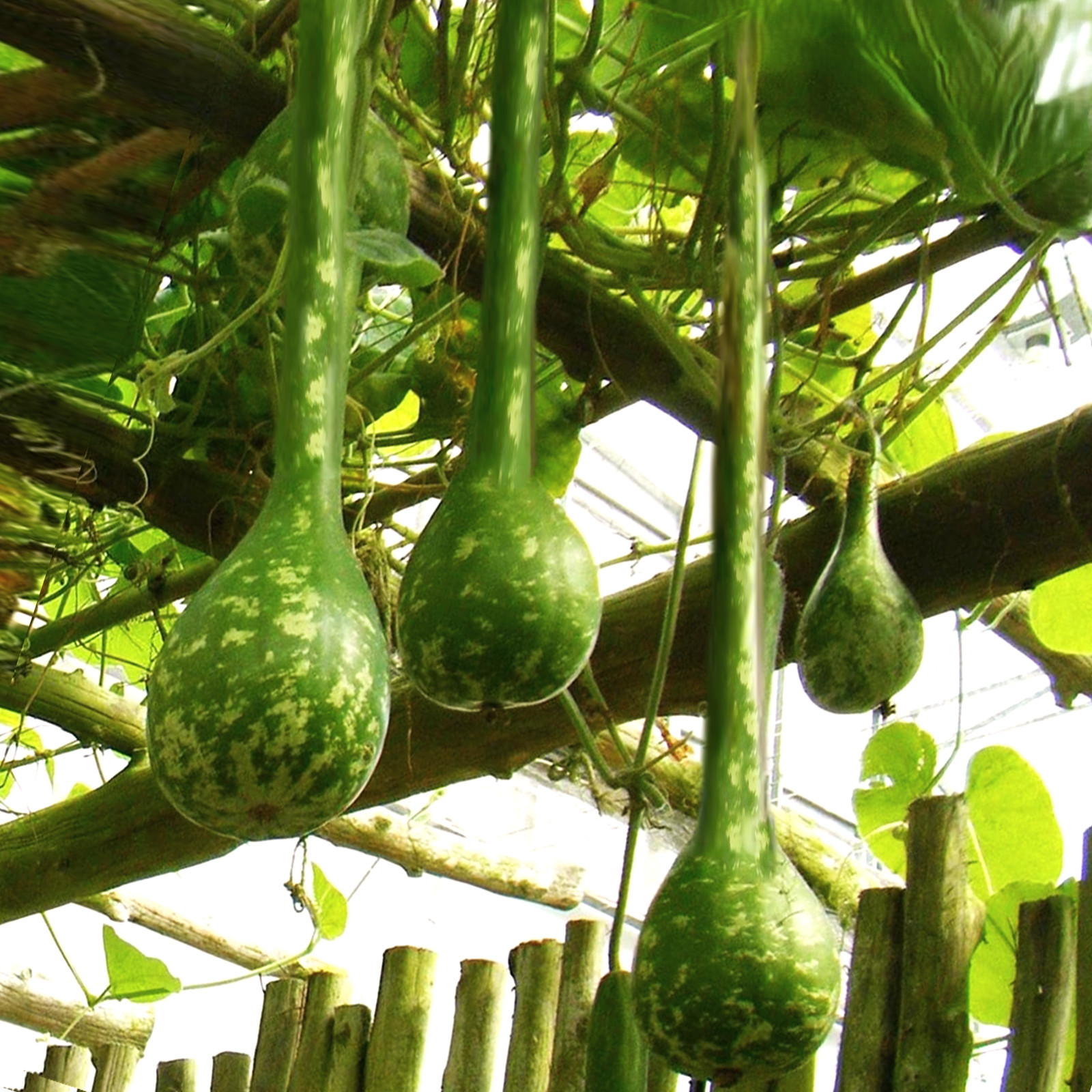 Long-Handled Dipper Gourd Seeds – For 2025 Planting Lagenaria Bottle Ornamental