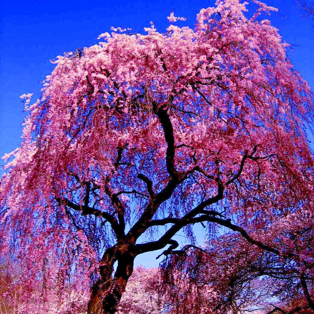 Japanese “WEEPING SAKURA” Cherry Blossom Flower Tree Seeds (pendula) Fast Hardy