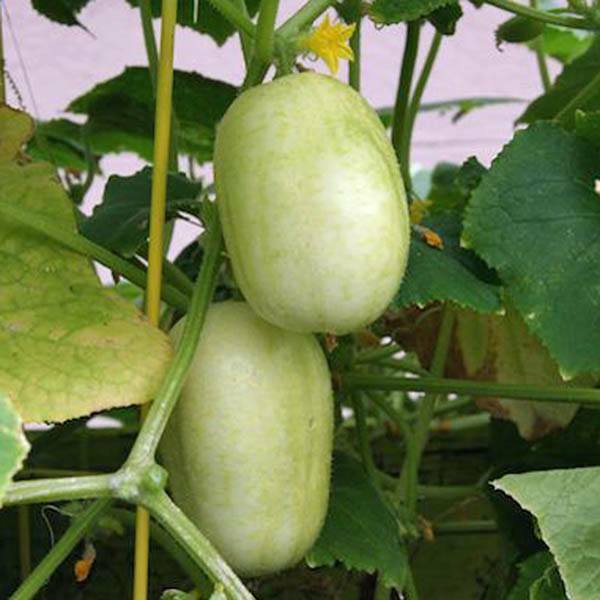 Crystal Apple Cucumber Seeds 20+ Vegetable Garden Heirloom NON-GMO FREE SHIPPING