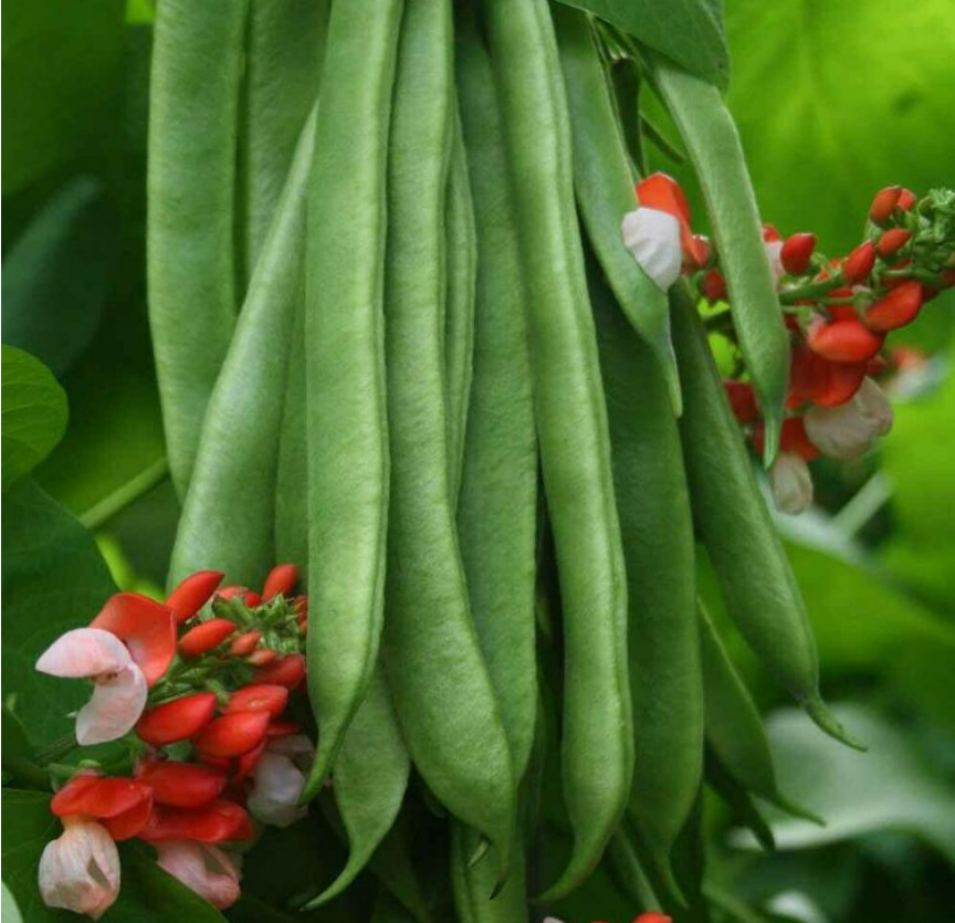 Scarlet Pole Runner Bean 15-100 Seed ORGANIC EDIBLE ORNAMENTAL NO-GMO Heirlm USA