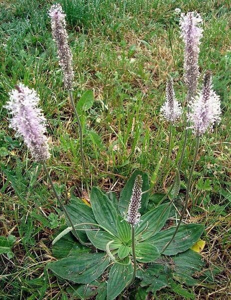 Flowering Plantain 50+ Seeds ~ Plantago media~ Bee & Pollinator Magnet, Hoary