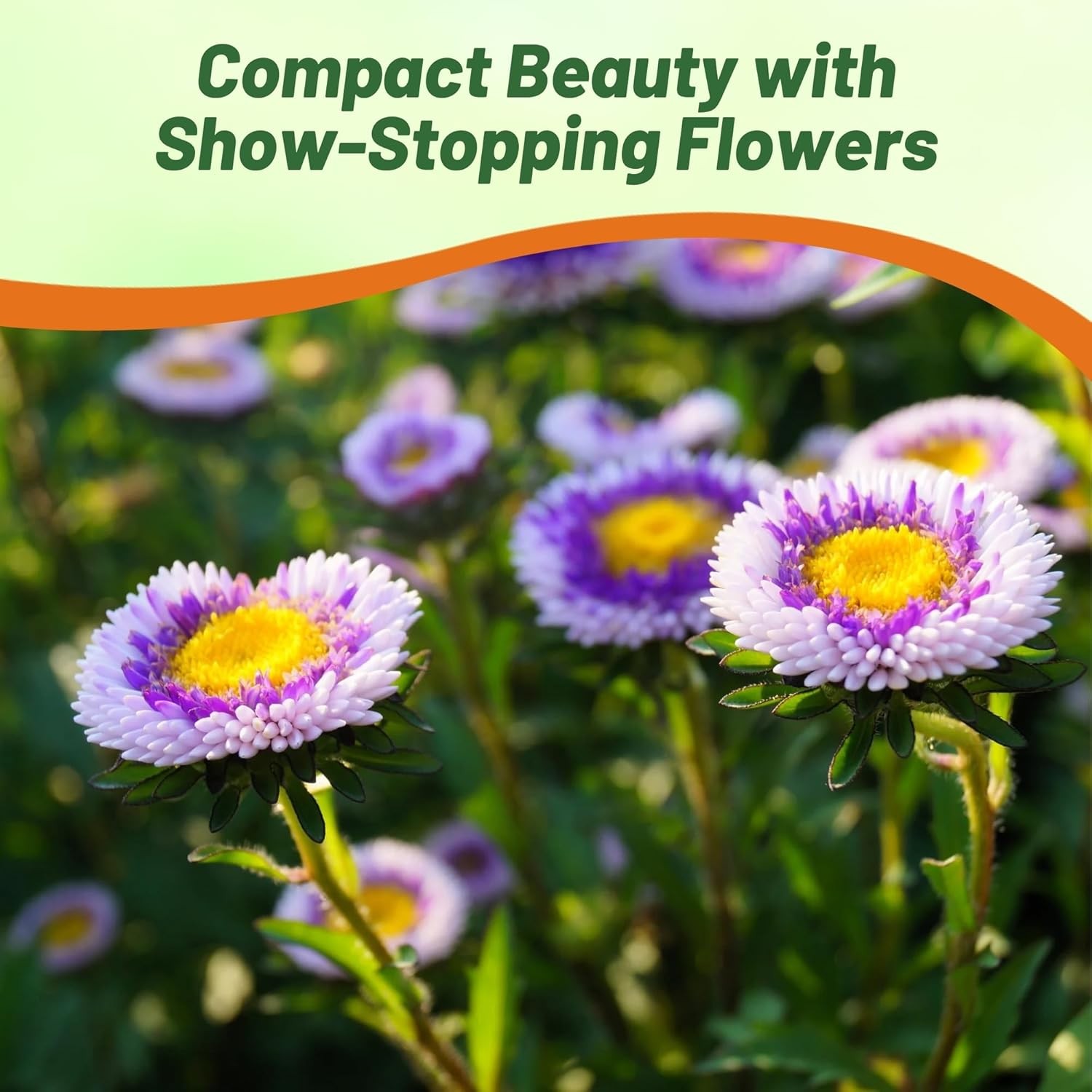 2000 Seeds Aster Seeds – Aster Callistephus Tall Pompon Blue Moon Flower Seed
