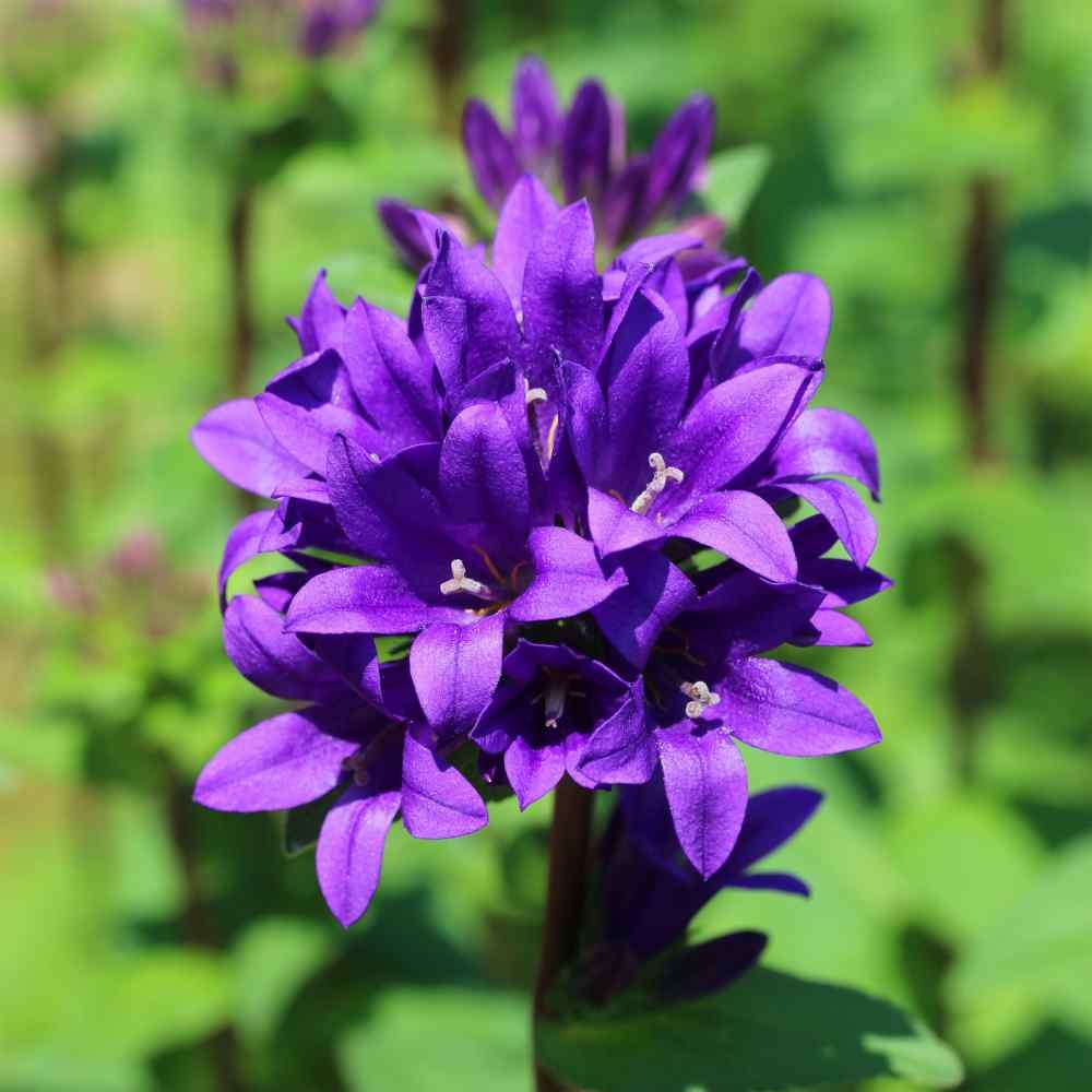 1000 Seeds Bellflower Seed – Bellflower Superba Perennial Flower Seeds