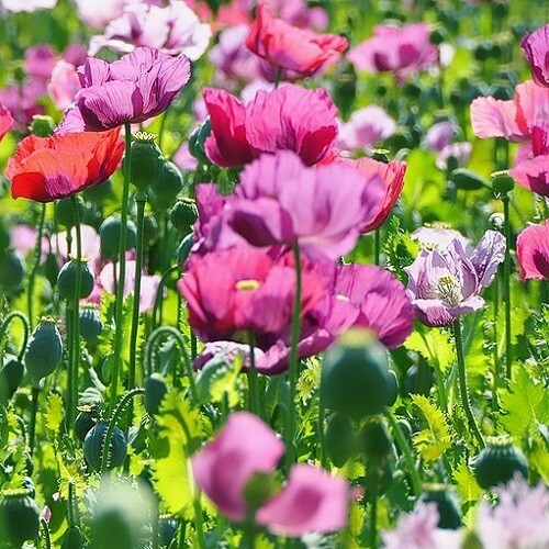 20,000+ Beautiful Organic Mixed Solids P somniferum Poppy Seeds for Planting