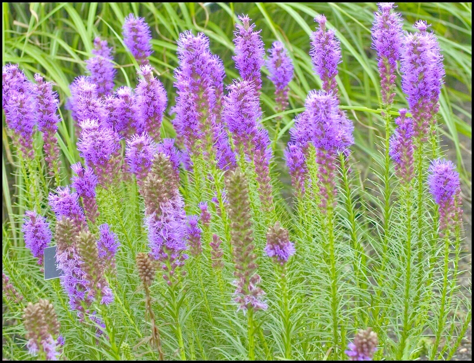 100+ MARSH Dense BLAZING STAR Seeds Gay Feather Native Wildflower Pollinators