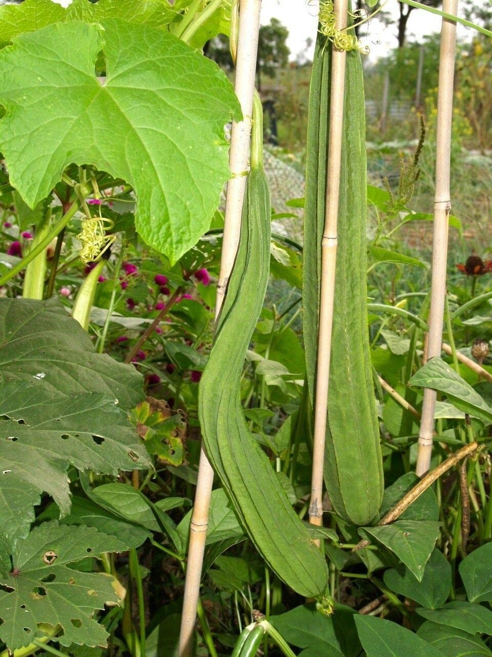 Bonanza Angled Luffa Gourd Seeds |Long Asian Okra Loofah Loofa Bitter Melon 2023