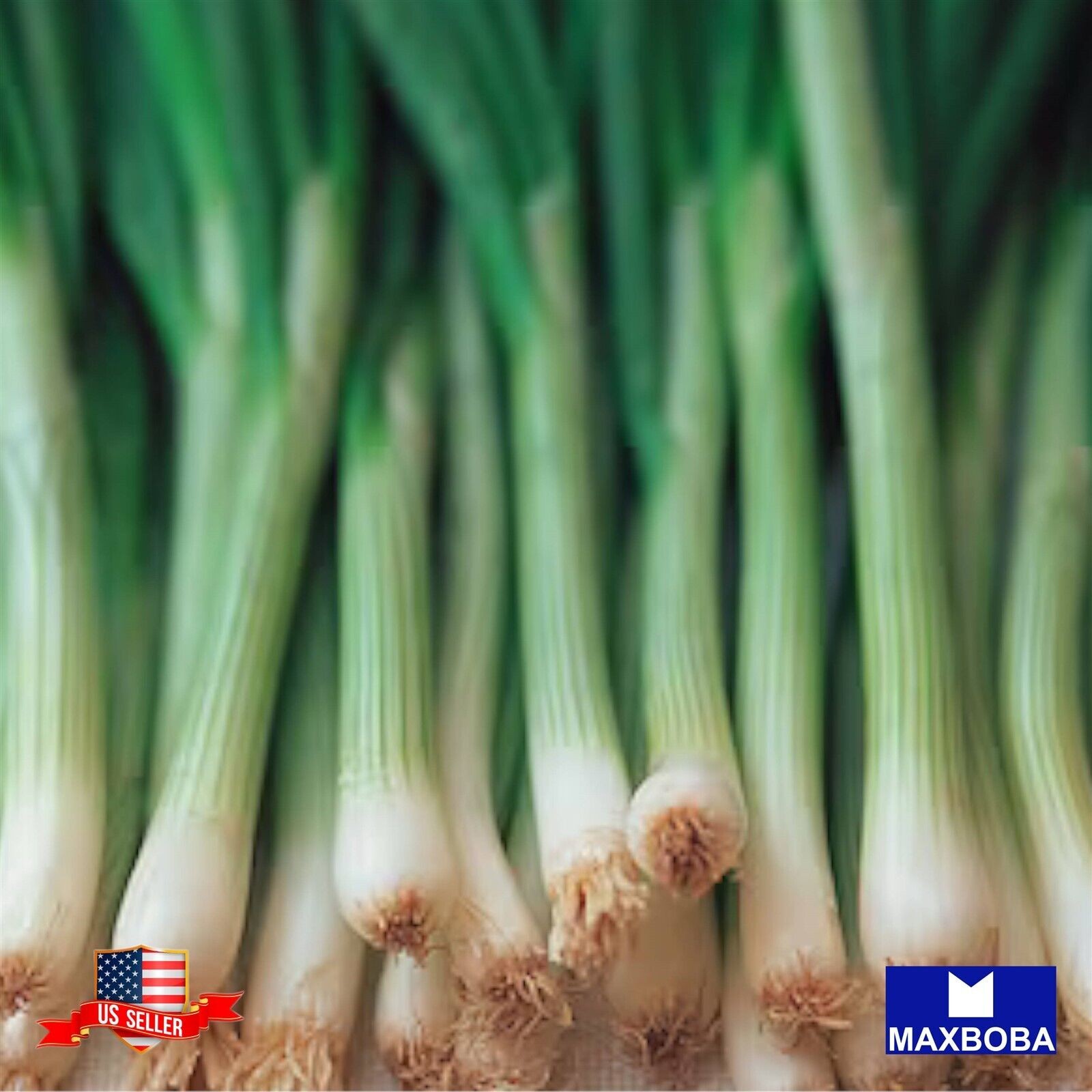 300 Onion Seeds – Bunching – Tokyo Long White (Organic) Non-GMO
