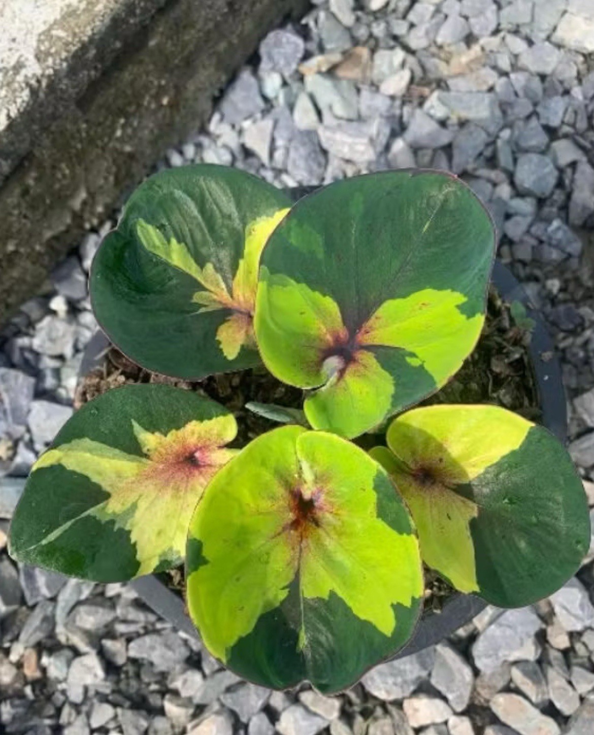 RARE Caladium Luang 1 bulb