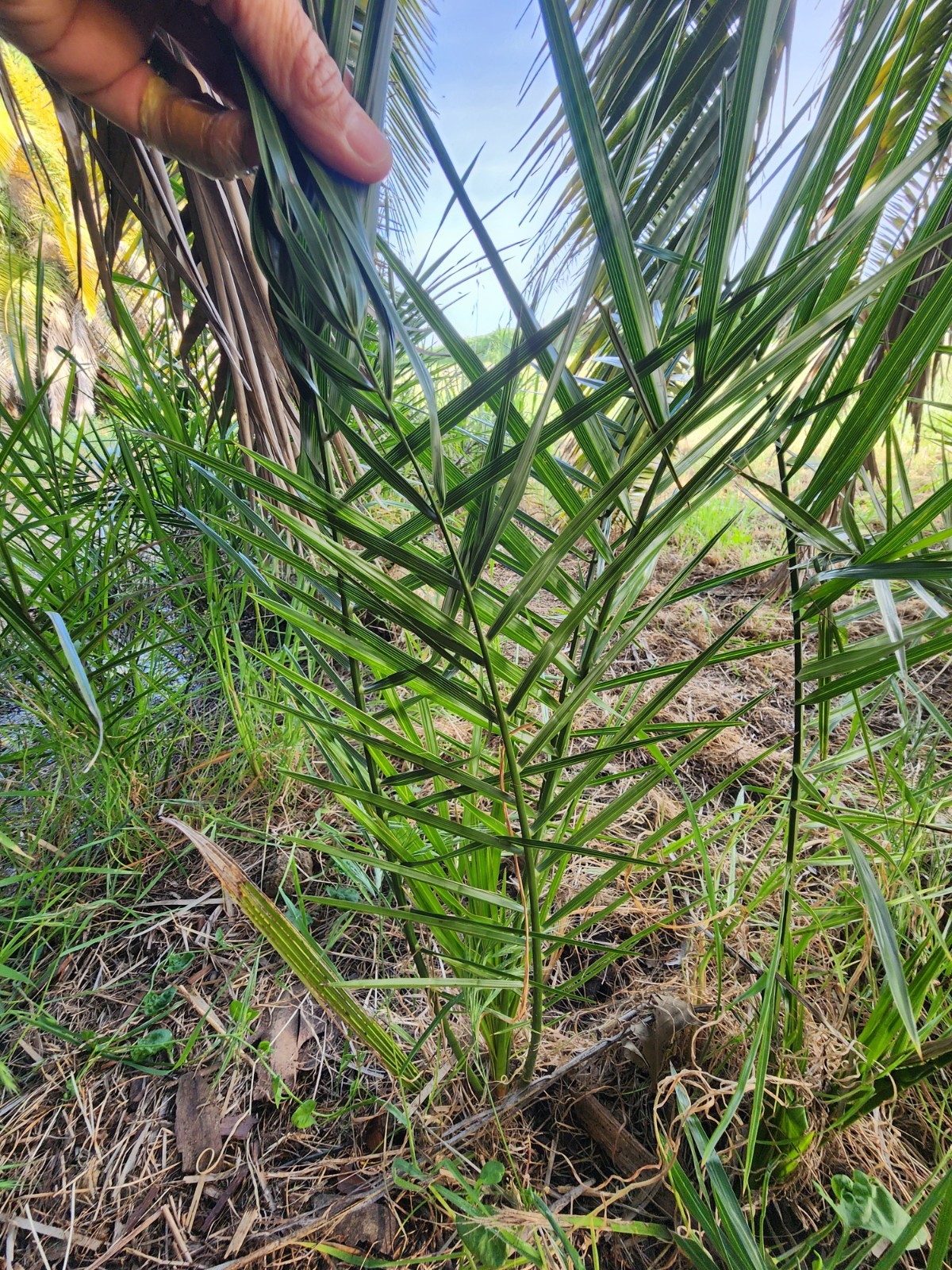 Canary Island Date Palm, Multi-Frond Saplings X 5