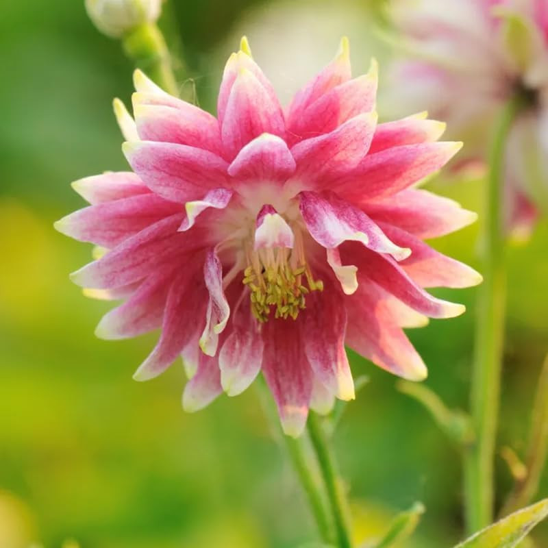 100+ Nora Barlow Columbine Seeds Cold Resistant Double Flowers Garden Planting