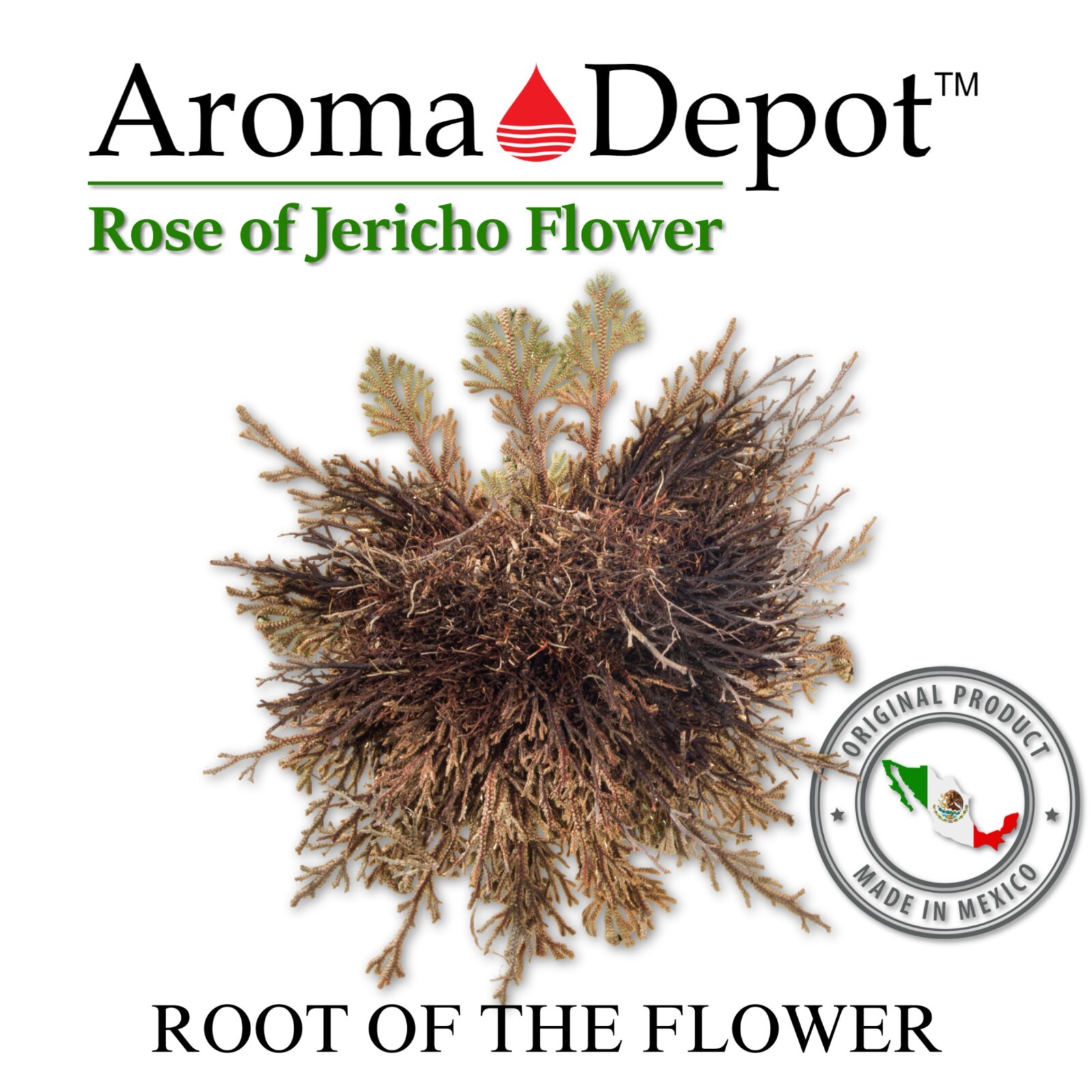 Rose of Jericho Flower Resurrection Rose Flor de Peña Selaginella Lepidoph Plant