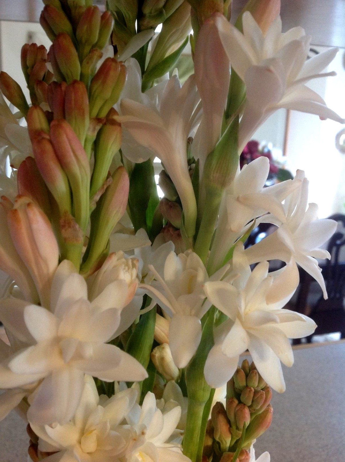 Tuberose large bulbs double pearl set of 6 – FRAGRANT – Polianthus
