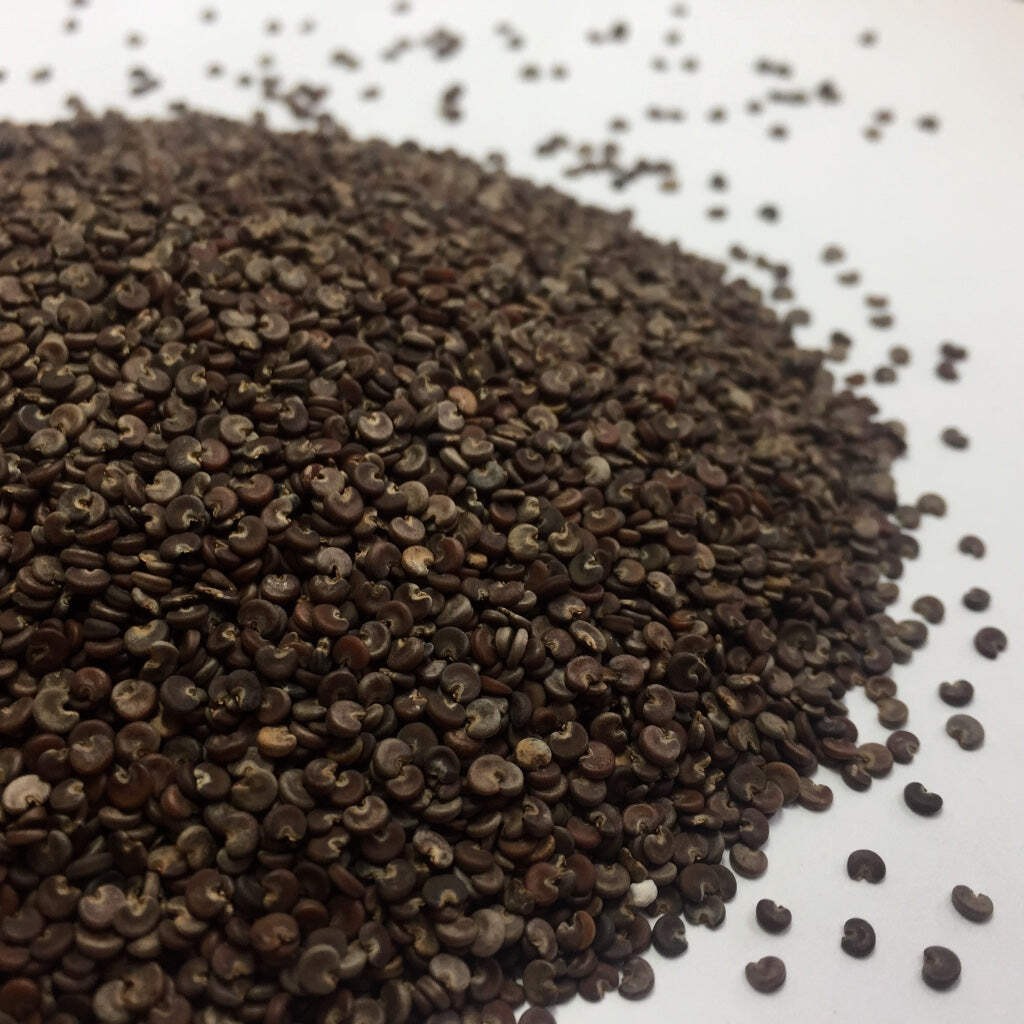 Marshmallow Seeds (Althea officinalis) ~Traditional Herb PPollinator Garden