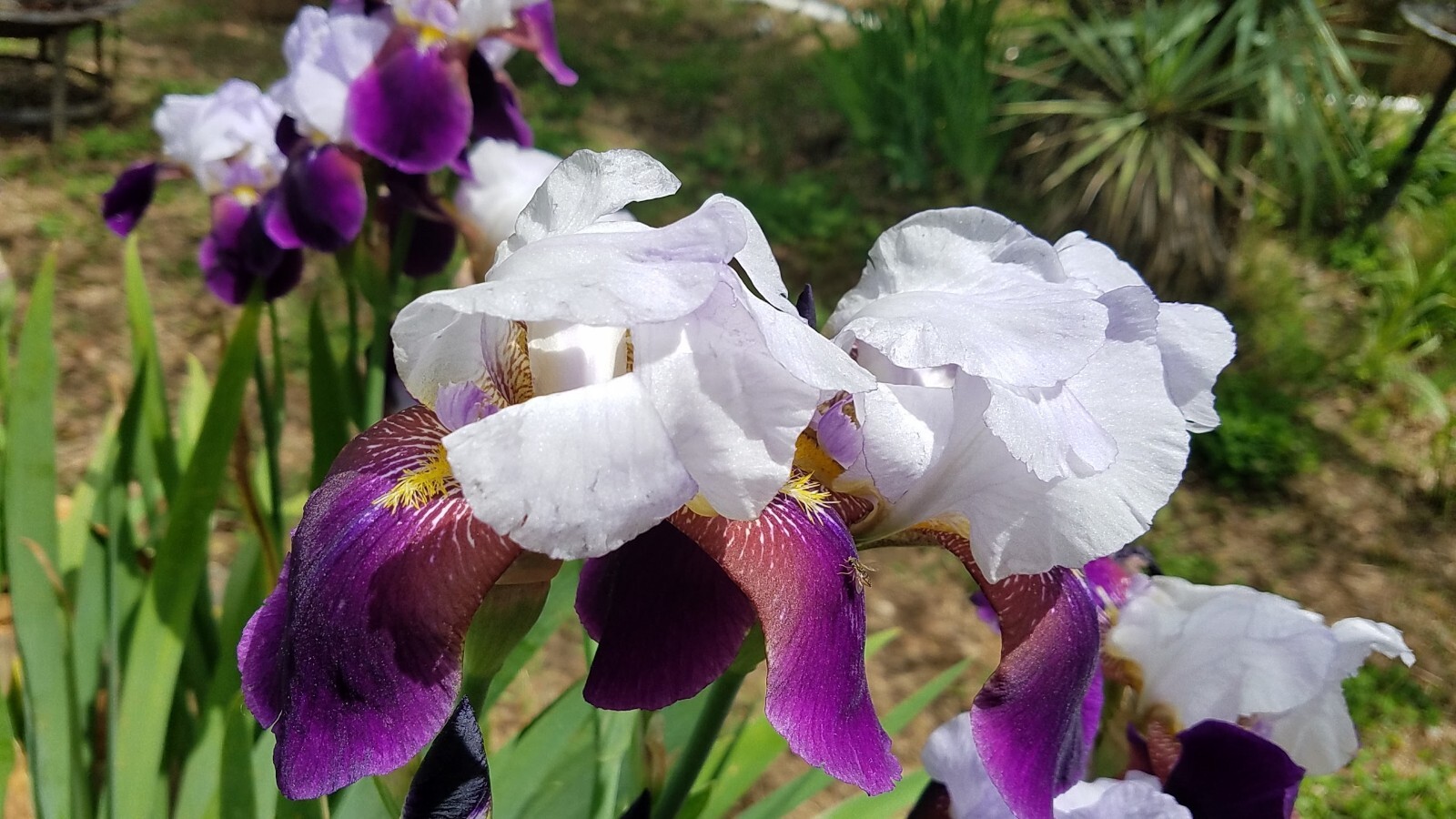 5x MIXED VARIETIES/COLORS IRIS Bulbs/Rhizomes FRESH