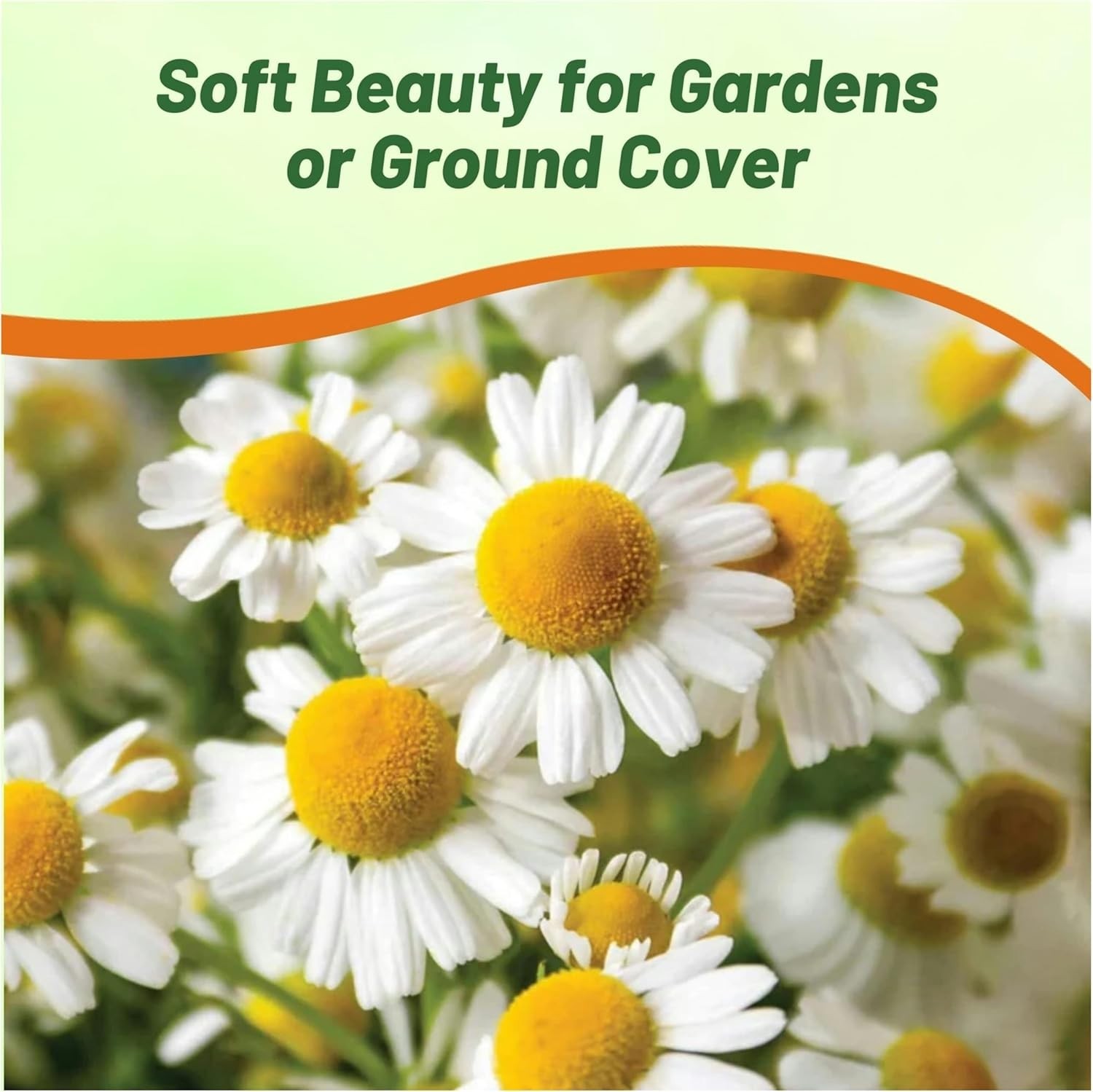 25000 Count Roman Chamomile Seeds – Perennial Herb for Beautiful Outdoor Spaces