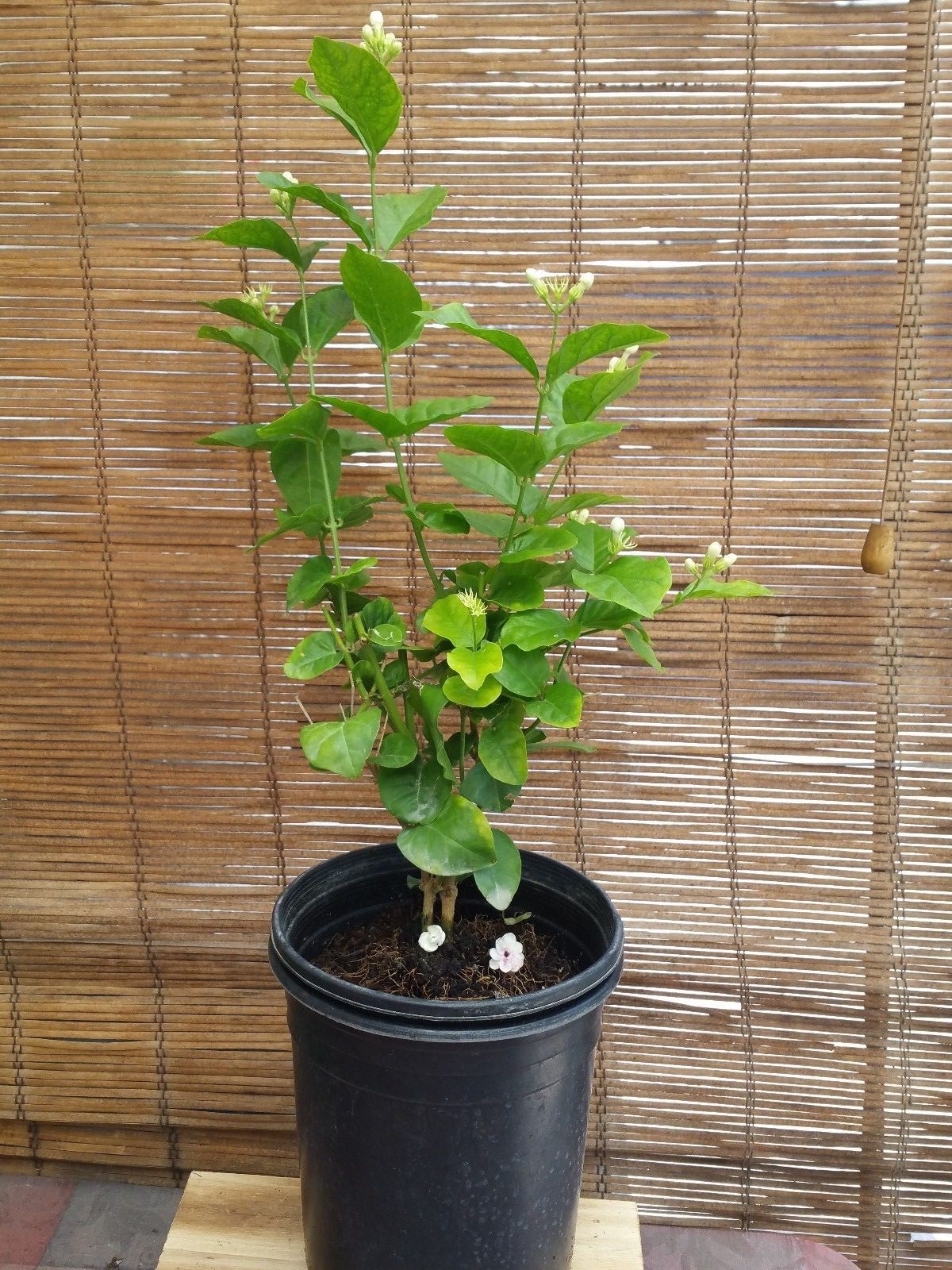 Jasmine Sambac ‘Arabian’ Live Plants