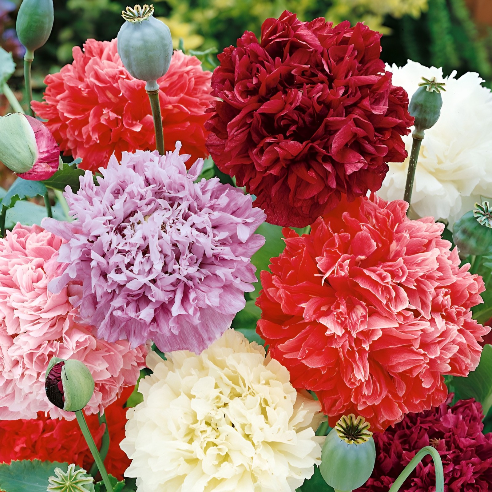 1,000 Double Mixed – Double Peony Poppy Seeds – Multi Color Classic Breadseed