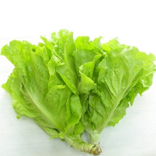 1000+PCS VIETNAMESE BUTTERHEAD LETTUCE SEEDS, HẠT XÀ LÁCH MỠ | 98% GERMINATION |