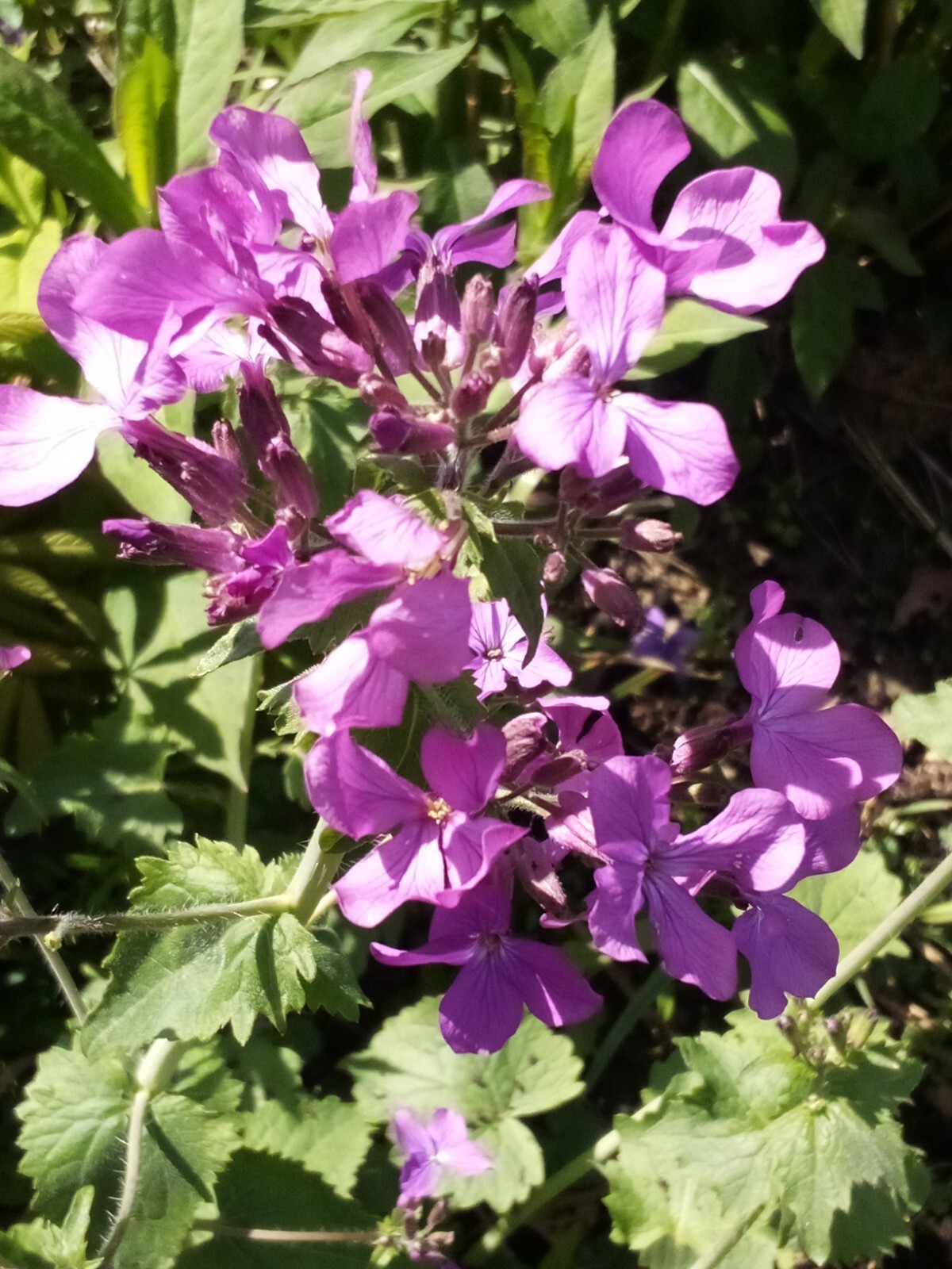 100 SEEDS MONEY PLANT LUNARIA BIENNIS