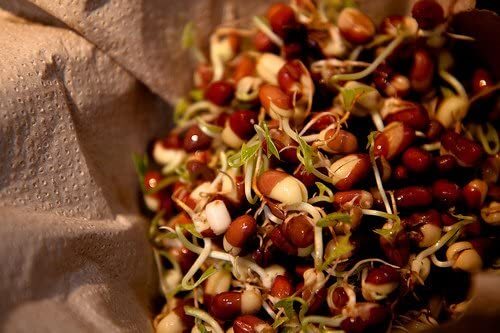8 oz Adzuki Bean Seeds, Non-GMO Seed For Sprouting Sprouts Microgreens