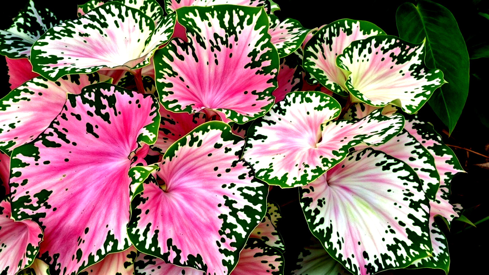 SEAFOAM PINK for Planting 1 BULB direct from Florida Plantation