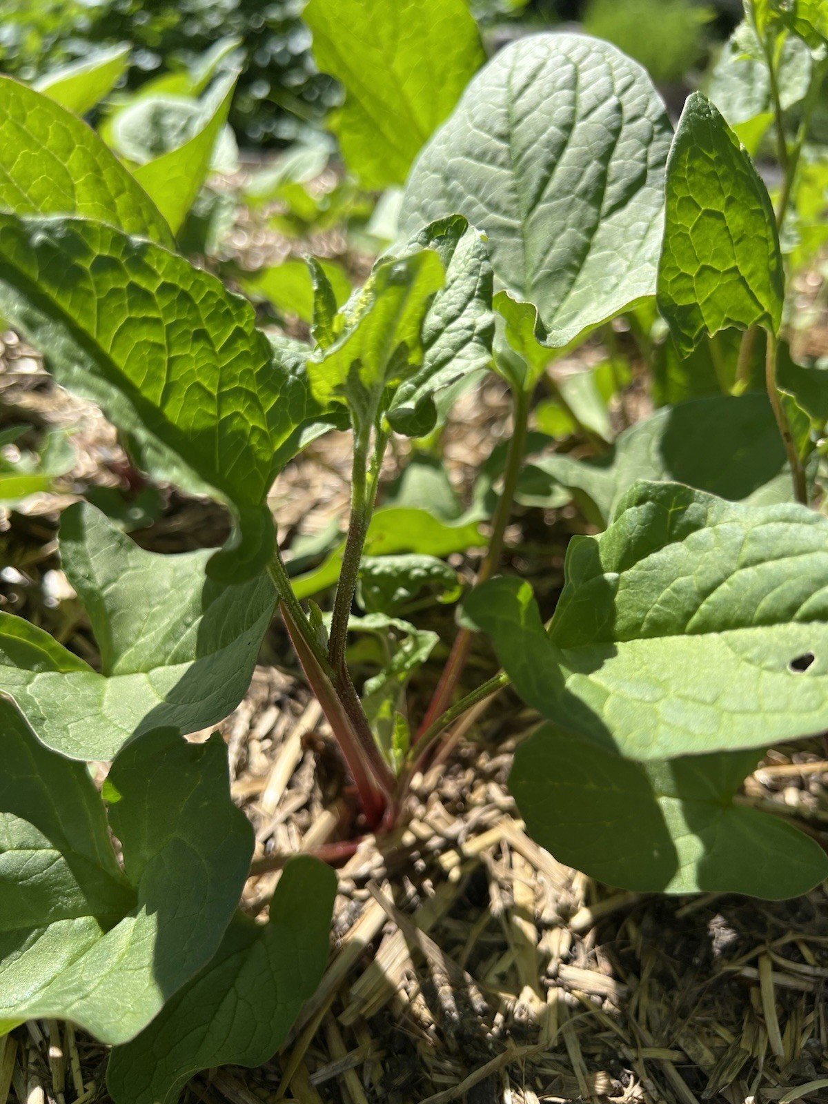 50 Perennial Good king henry spinach seeds organic