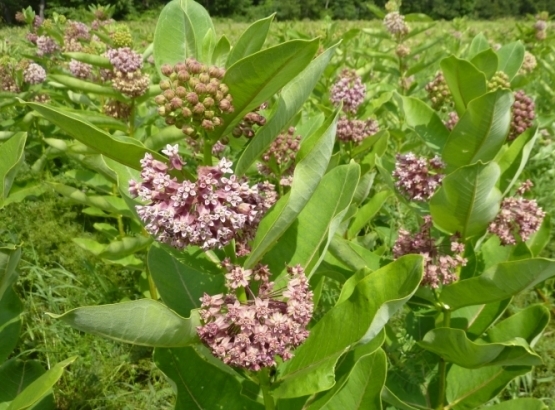 Common Milkweed Seeds 4 oz 1/4 pound Asclepias syriaca native wildflower monarch