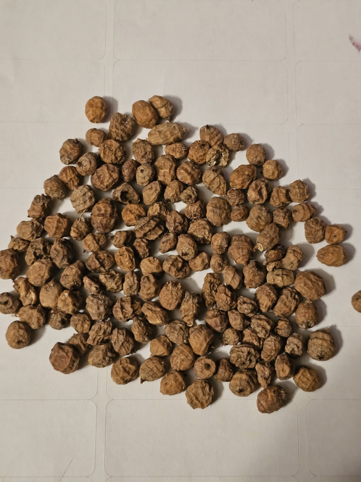 100 CYPERUS ESCULENTUS Seeds Tiger Nut Chufa Organic For Planting Or Eating.