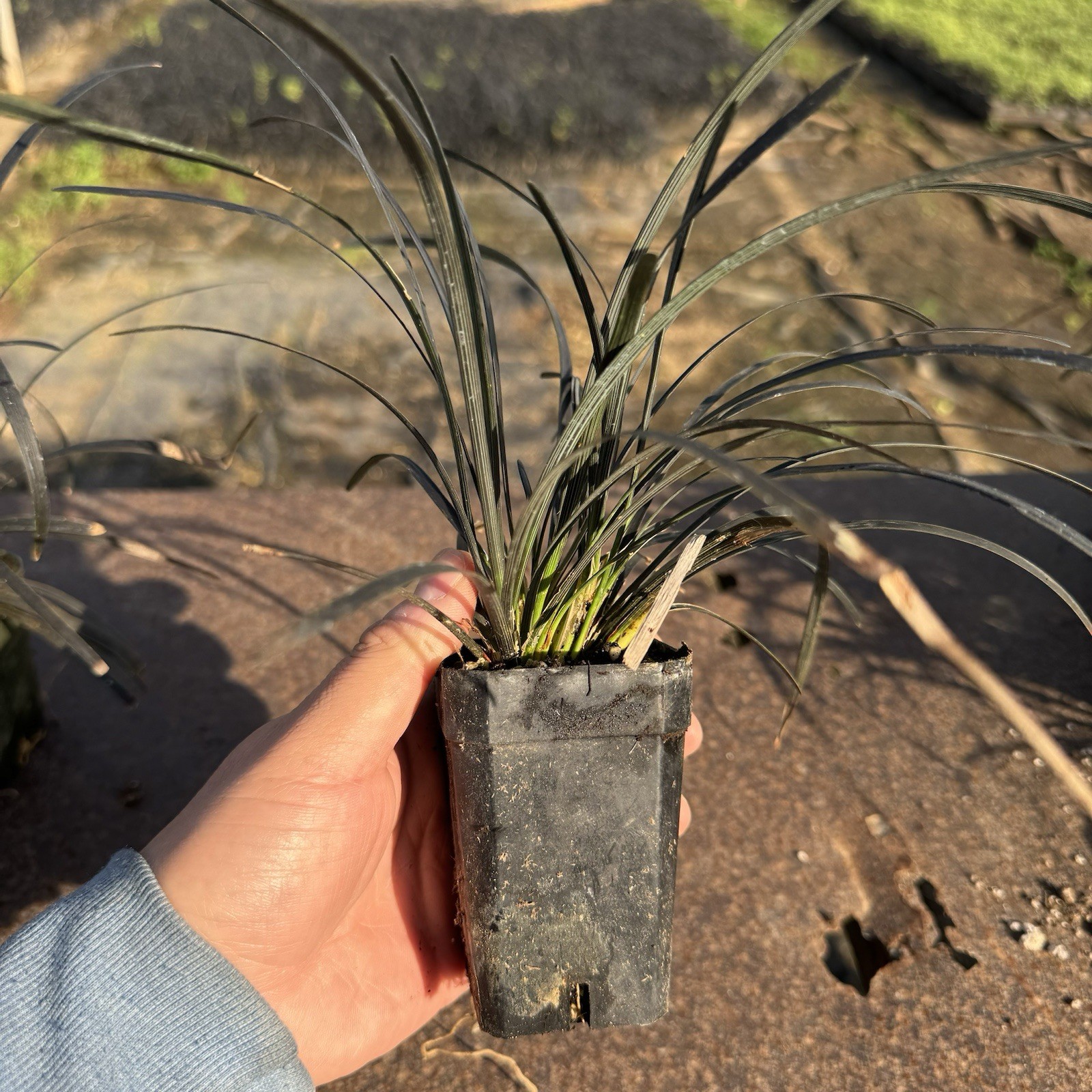 2 IN PACK, Black Mondo Grass, Ophiopogon planiscapus ‘Nigrescens’,TWO LivePlantS