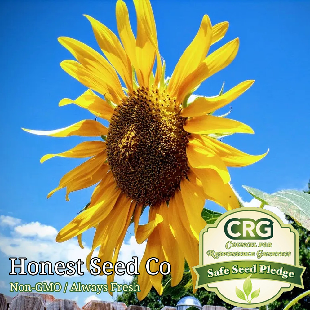 Skyscraper Sunflower Seeds for planting | Organic | Non-GMO | Fresh Garden Seeds