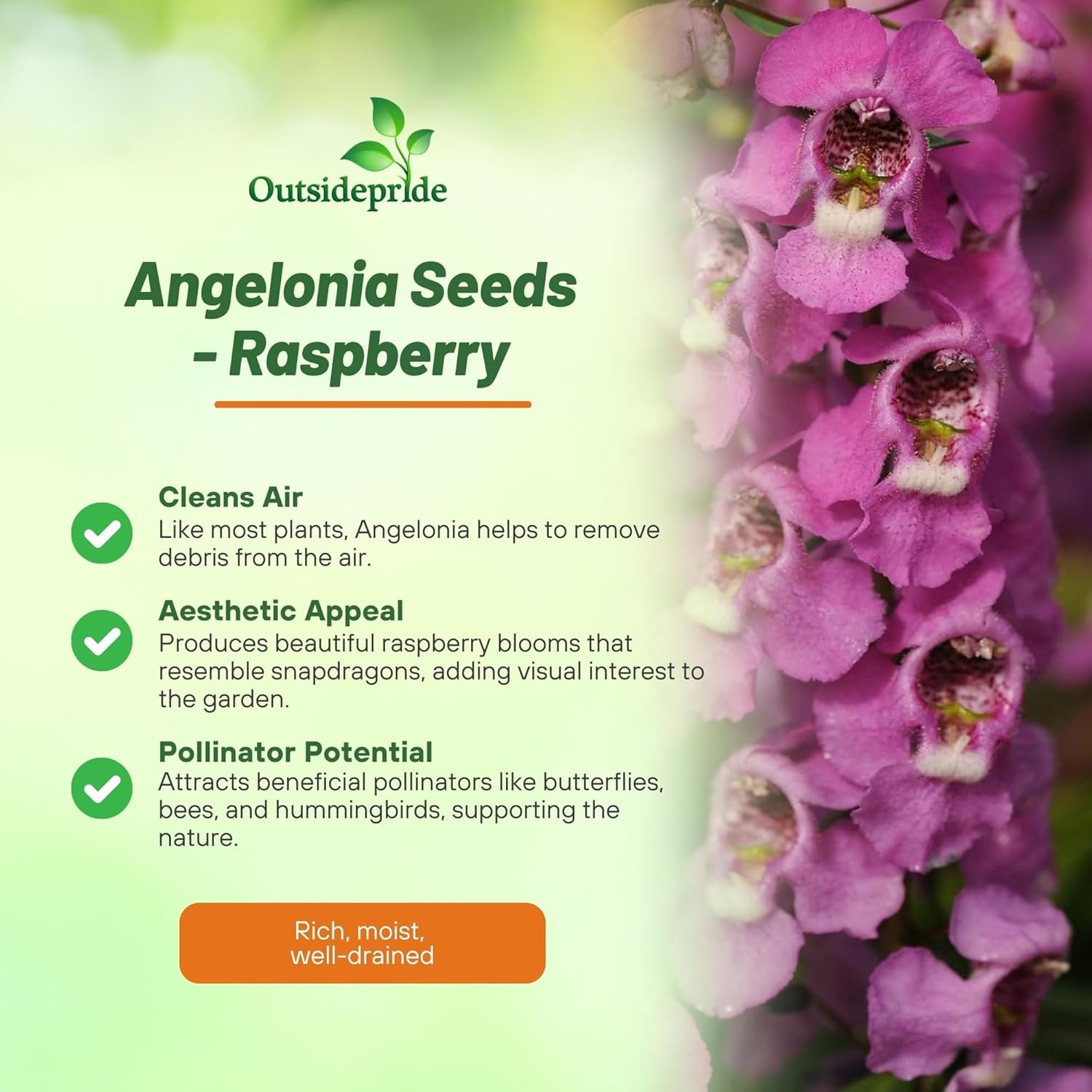 15 Seeds Drought Tolerant Raspberry Angelonia Serenita Garden Flower Plant Seeds