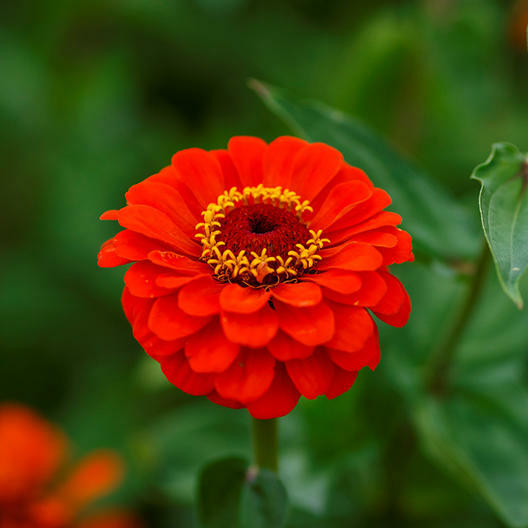 Zinnia ORIOLE Double Orange Songbirds Butterflies Hummingbirds Non-GMO 100 SEEDS