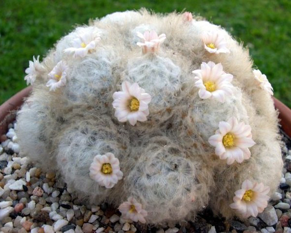 Mammillaria Plumosa rare feather cactus cacti soft exotic seeds seed