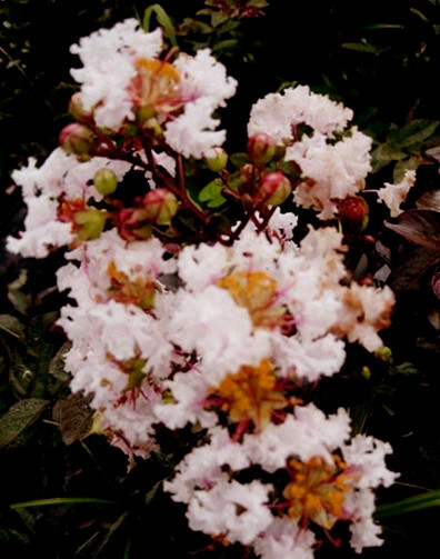 Lagerstroemia Crape Myrtle | White Chocolate | 10 seeds