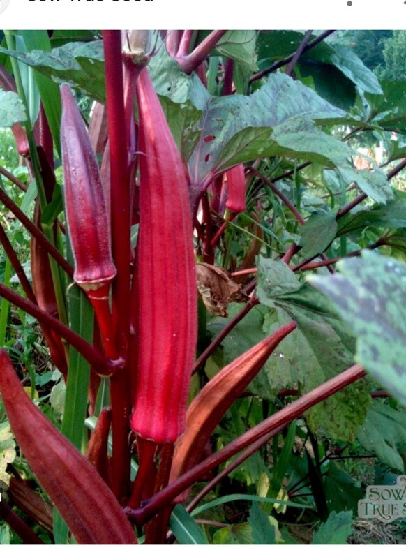 Red Burgundy Okra Seeds, NON-GMO, Heirloom, FREE SHIPPING 150+ Seeds