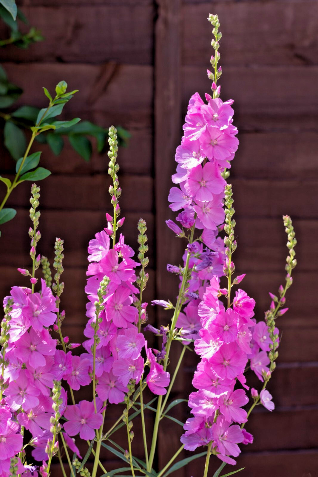 PRETTY PINK SIDALCEA, 100 SEEDS, MINIATURE HOLLYHOCK, EZ TO GROW PERENNIAL