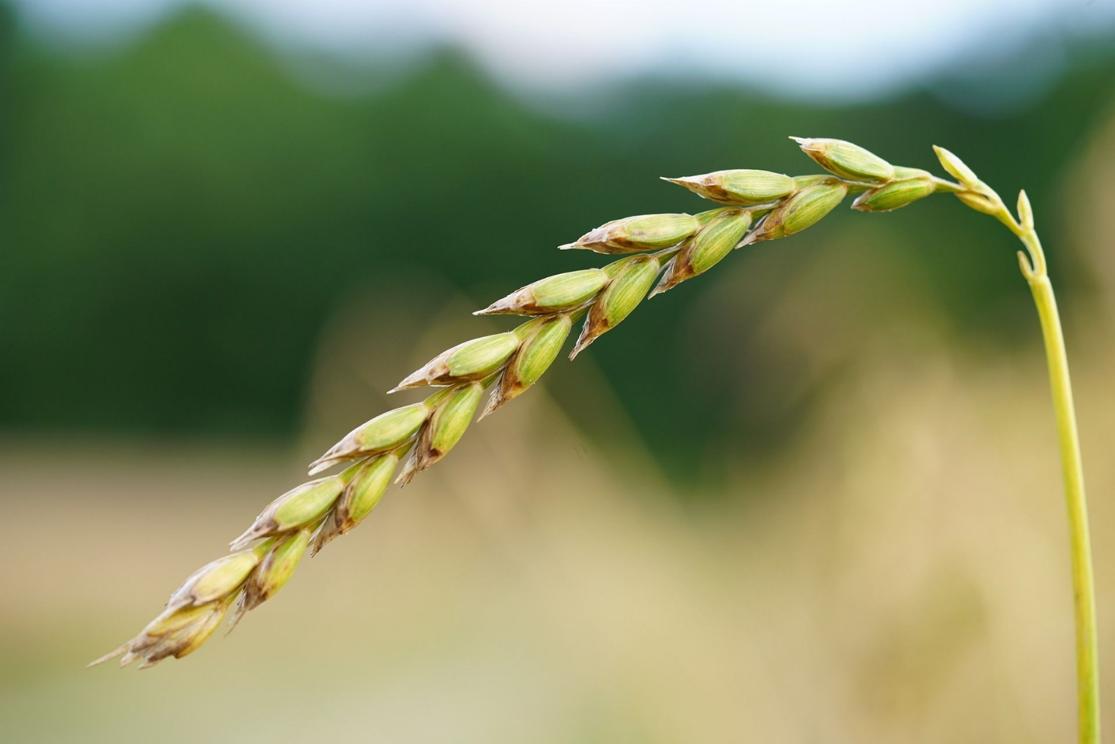 100 Spelt Seeds! -All Natural Organic Non GMO