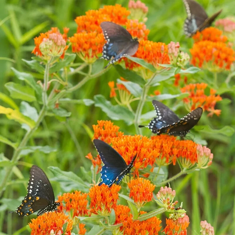 75+ BUTTERFLY WEED MILKWEED SEEDS FRESH FOR YOUR FLOWER GARDENS