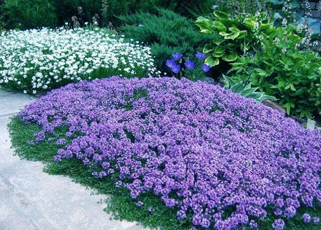 20,000+ Creeping Thyme Seeds Ground Cover, Non-Gmo Perennial Flower Seeds, Hardy