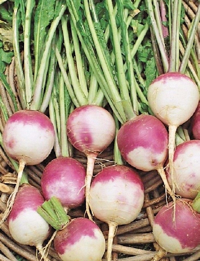 Purple Top White Globe Turnip Seeds, NON-GMO, Variety Size Packets, FREE SHIP