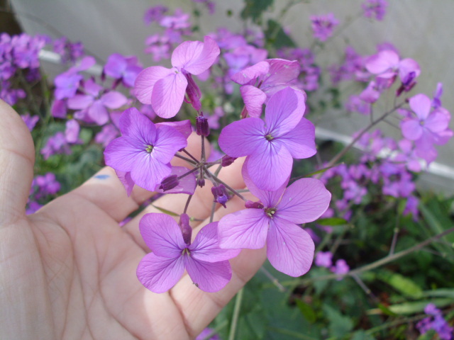 40 PURPLE MONEY PLANT SEEDS ( LUNARIA ANNUA )