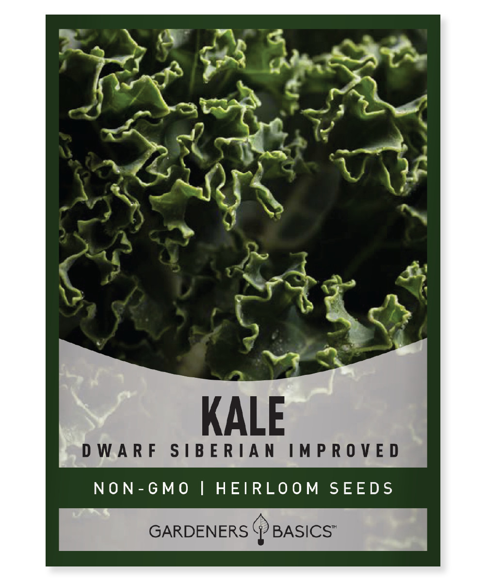 Dwarf Siberian Improved Kale Seeds