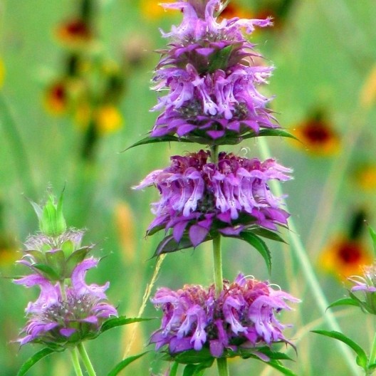 Lemon Mint Seed, Bee Balm Seed, Heirloom Herb Seed, Medicinal Herb Non-Gmo 75ct