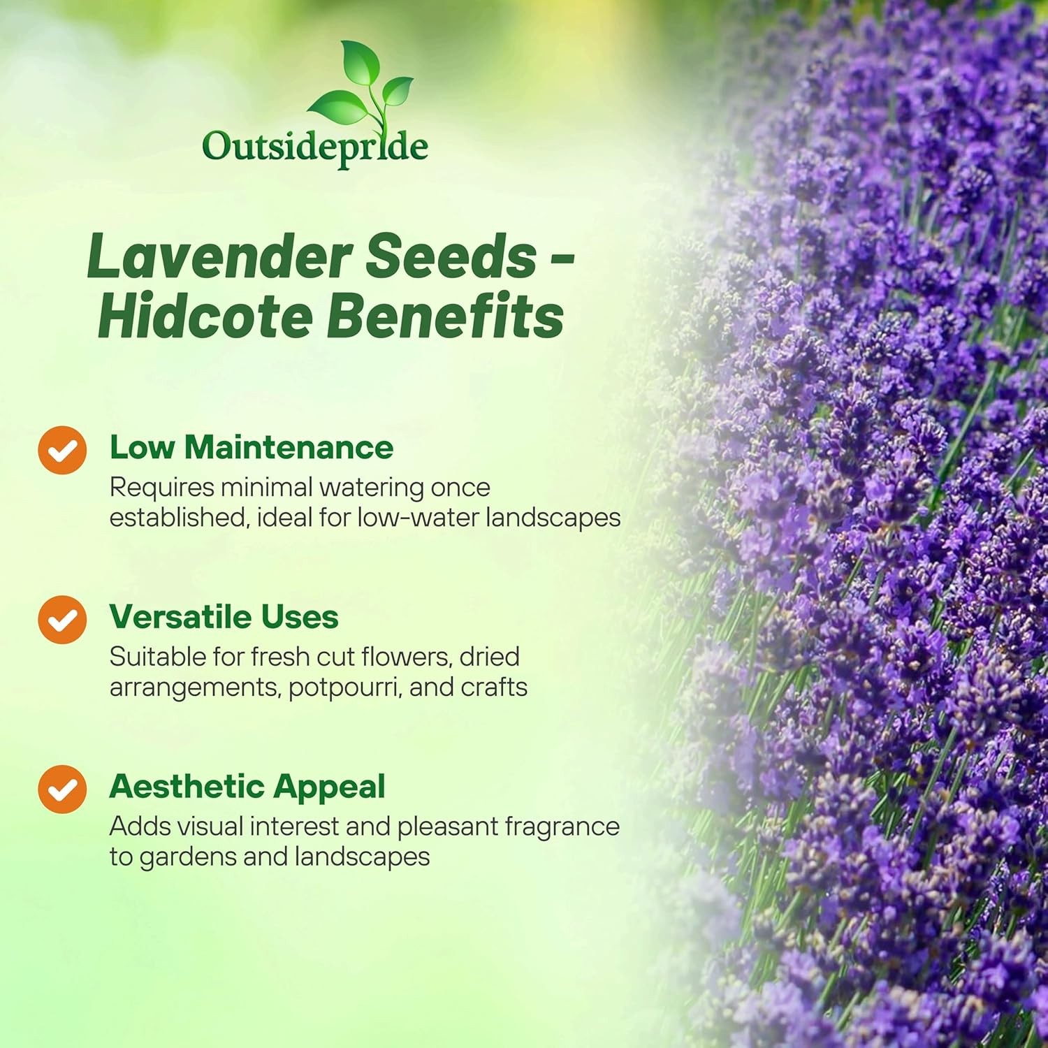 2000 Seeds Lavender Hidcote Drought Tolerant Herb Garden Plants For Xeriscaping