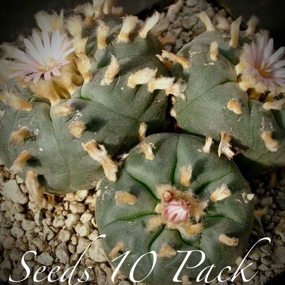 RARE SEEDS (10pk) w…v. Siete de Enero x10 (Ten) Cactus US SELLER